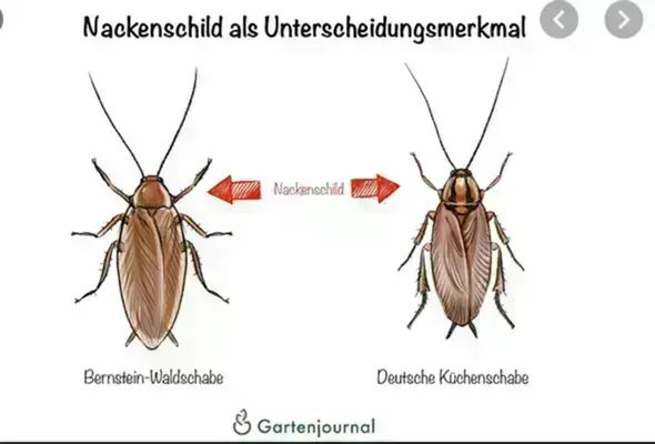 - (Schädlinge, Käfer)