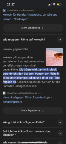 - (Katze, Flöhe)