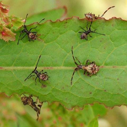 - (Insekten, Bestimmung)