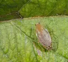 - (Küche, Insekten, Schädlinge)