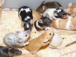 - (Tiere, Ratten)
