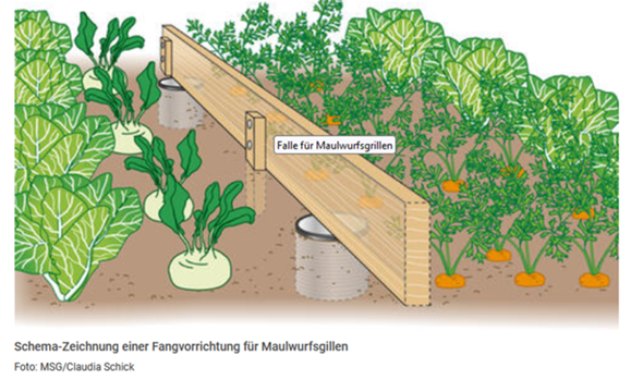 - (Erde, Schädlinge)