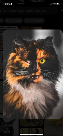 - (Fantasy, Warrior Cats)