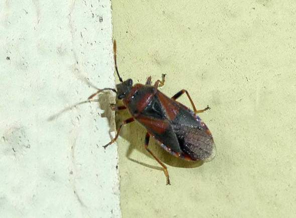 - (Insekten, Schädlinge, Ungeziefer)