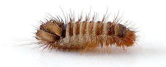 - (Insekten, Schädlinge, Ungeziefer)