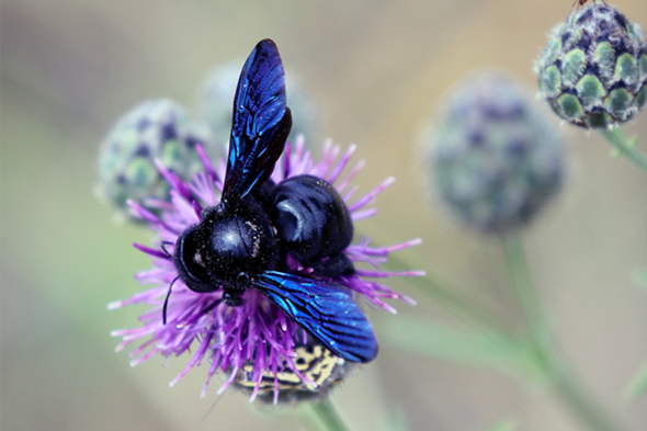- (Insekten, bauen, Spinnen)
