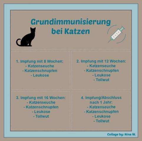 - (Katzenjunges, Tiermedizin, Hauskatze)