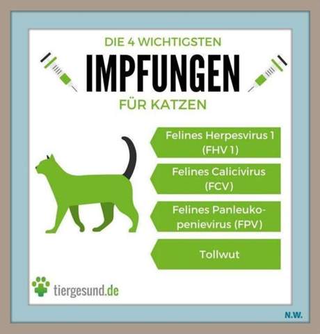 - (Katzenjunges, Tiermedizin, Hauskatze)