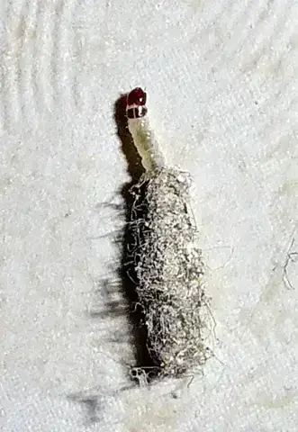 - (Schädlinge, Ungeziefer, Insektenbestimmung)