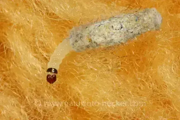- (Schädlinge, Ungeziefer, Insektenbestimmung)
