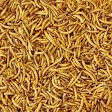 - (Ernährung, Muskelaufbau, Insekten)