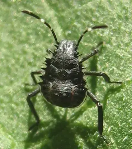 - (Küche, Käfer)
