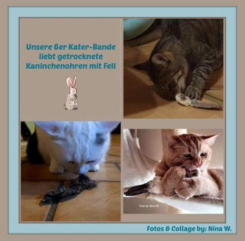  - (Ernährung, Katze, Katzenjunges)