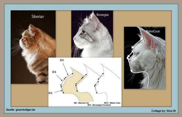 - (Katze, Katzenjunges, Tiermedizin)