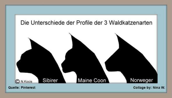 - (Katze, Katzenjunges, Tiermedizin)