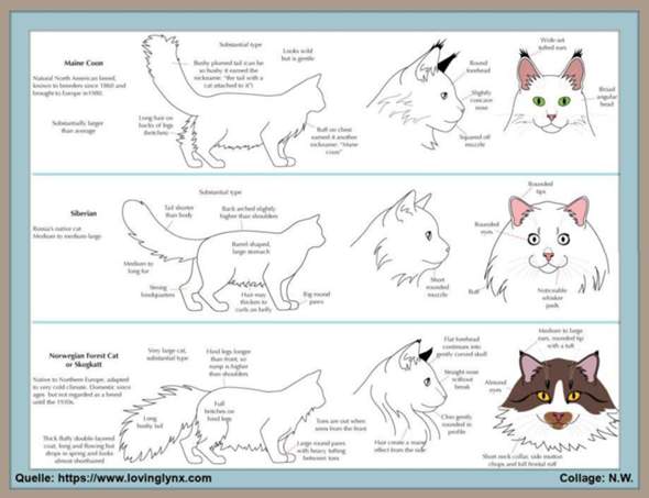 - (Katze, Katzenjunges, Tiermedizin)