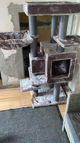 - (Hauskatze, Katzenhaltung, Kratzbaum)