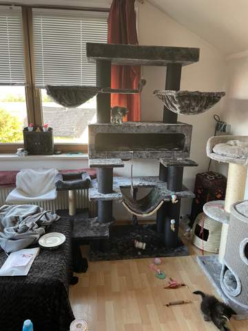 - (Hauskatze, Katzenhaltung, Kratzbaum)
