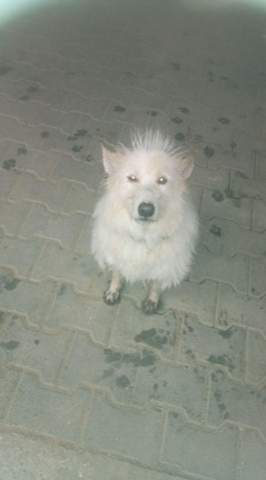 - (Tiere, Natur, Tierhaltung)