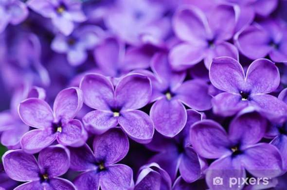 - (Farbe, Lieblingsfarbe)