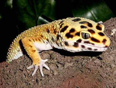 beispiel: leopard-gecko - (Haustiere, Schweiz, Echsen)