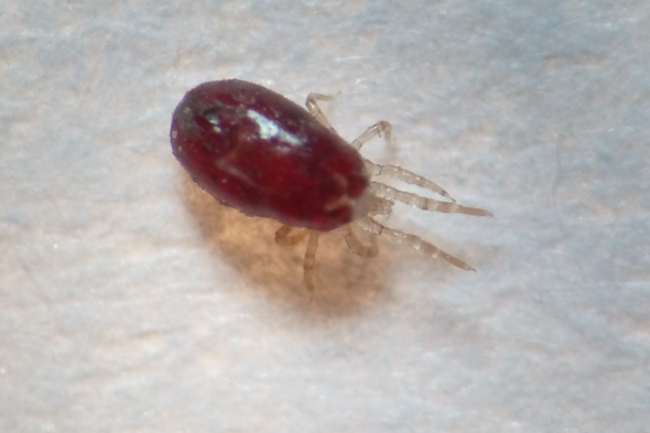 - (Insektenbestimmung, Käferart)