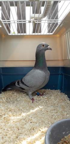 - (Tierarzt, fliegen, Verletzung)