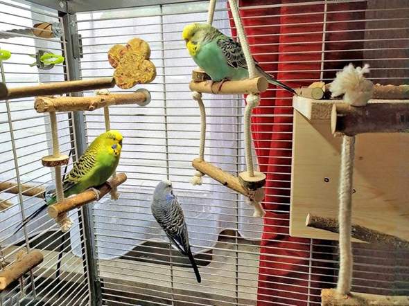 - (Wellensittich, Vogelart)