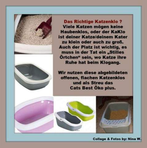 - (Katze, Kater, Tierhaltung)
