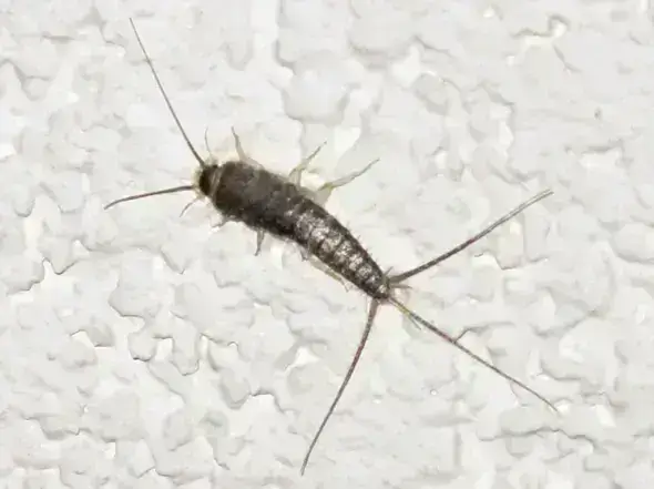 - (Insekten, Silberfische, Papierfische)