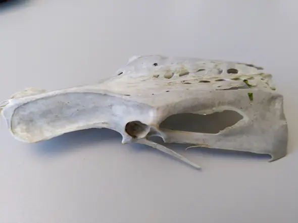 - (Tierschädel, Knochenfund)