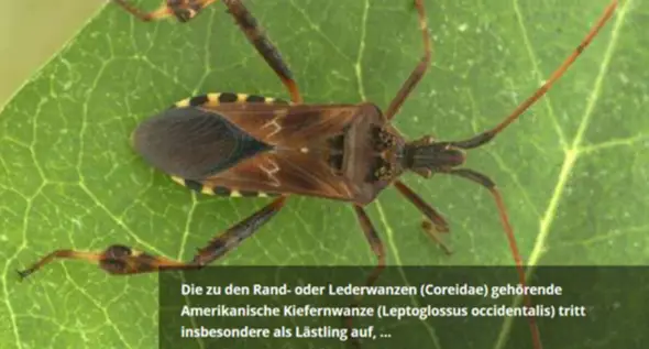 - (Insekten, Wanzen)