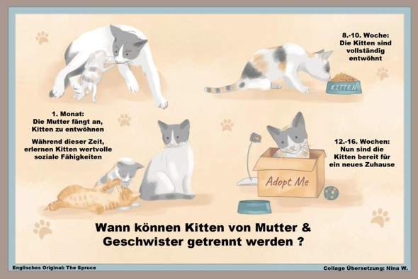 - (Katze, Tiermedizin, Hauskatze)