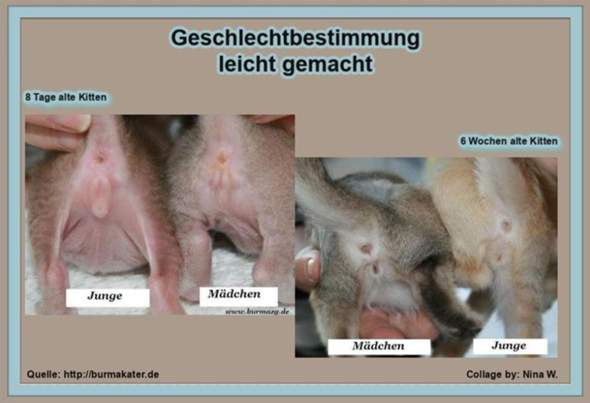 - (Kater, Katzenjunges, Tiermedizin)