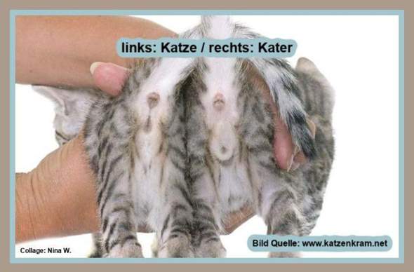 - (Kater, Katzenjunges, Tiermedizin)