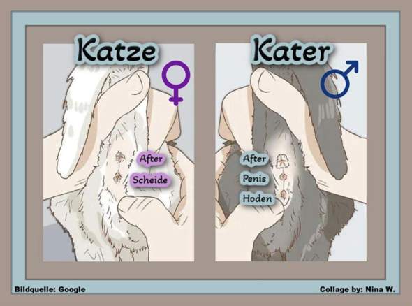 - (Kater, Katzenjunges, Tiermedizin)