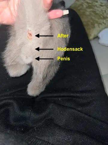 - (Katzenjunges, Hauskatze, Britisch Kurzhaar)