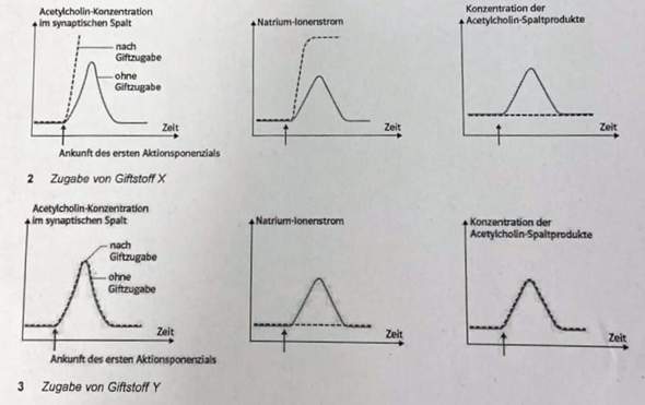 - (Schule, Biologie, Neurobiologie)