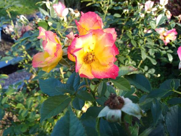 Bild zum Beitrag