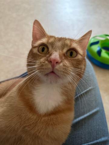 - (Katze, Tierhaltung, Tierschutz)