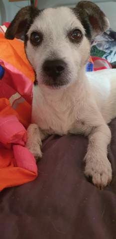 - (Tierhaltung, Welpen, Rasse)