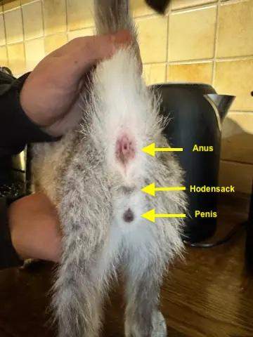 - (Kater, Geschlecht, Katzenjunges)