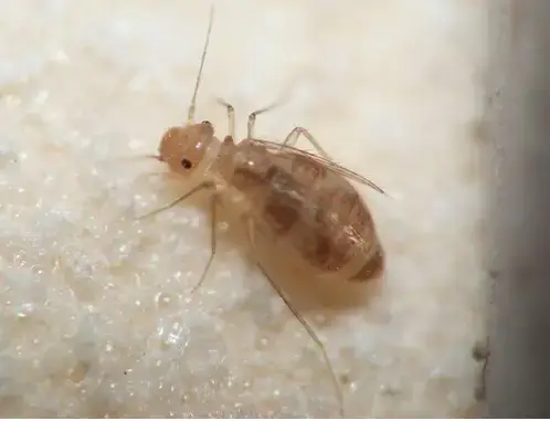 - (Insekten, Schädlinge, Ungeziefer)
