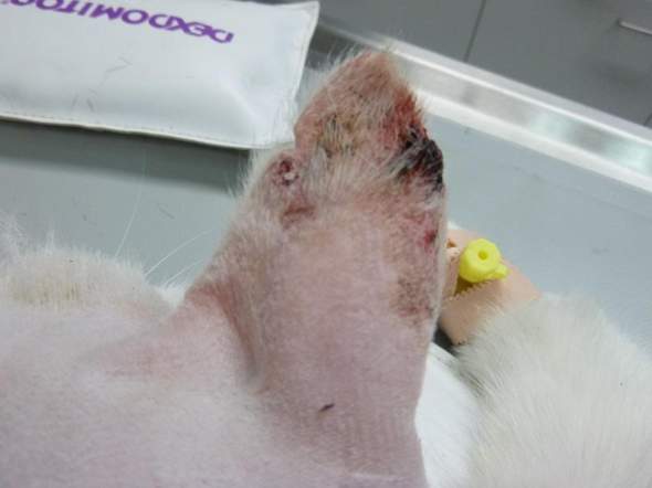 - (Tierarzt, Kater, Tiermedizin)