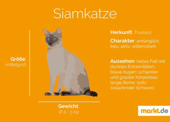 - (Ernährung, Futter, Hauskatze)