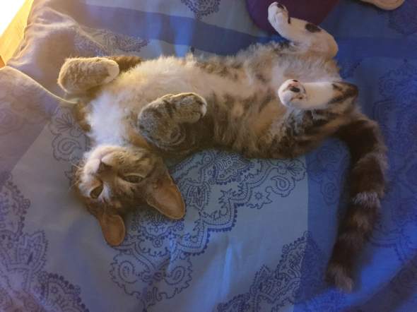 - (Katze, Haustiere, Katzenjunges)