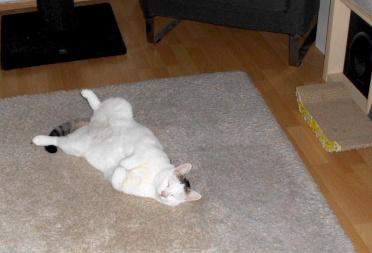 - (Katze, Haustiere, Katzenjunges)