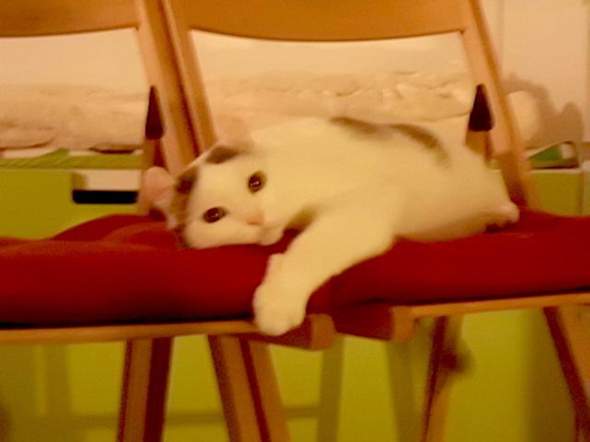 - (Katze, Haustiere, Katzenjunges)