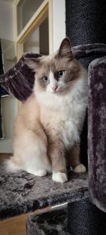 - (Katze, Haustiere, Katzenjunges)