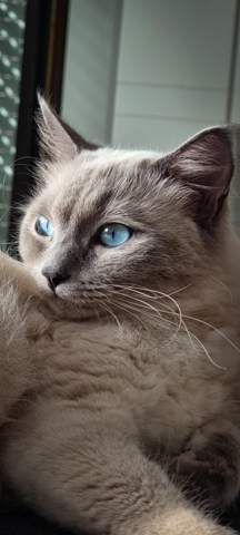 - (Katze, Haustiere, Katzenjunges)